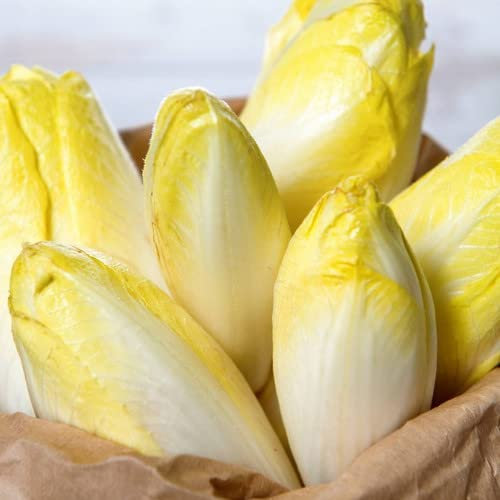 Plant World Seeds - Chicory Brussels Witloof Seeds (Vegetable Seeds)