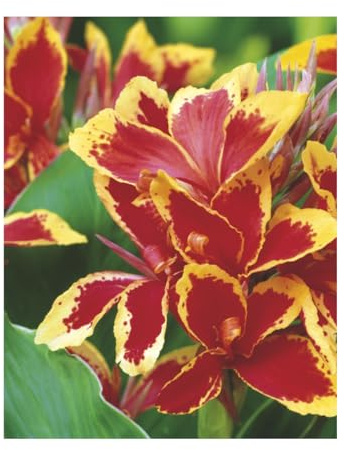 AGRONOM | CANNE INDIANE - RED - YELLOW | Bulbi da fiore perenni | Fiori multicolore | Coltivati in giardini fioriti, vasi e prati fioriti | 1 bulbo