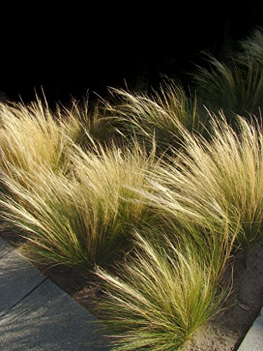 Mexikanischen Feder Gras Pony Tails Samen - Stipa tenuissima/zartes