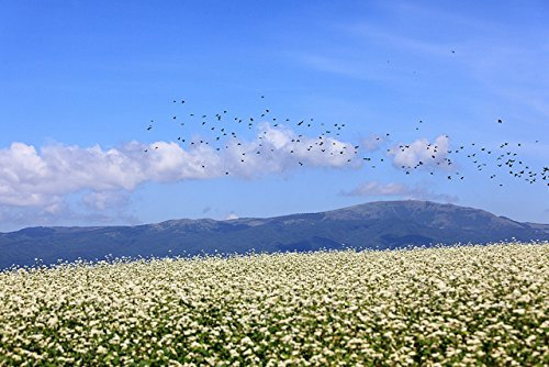 Green Manure - BUCKWHEAT 500g Quality Seeds high Protein