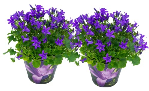 Flores Naturales de Campanilla Pack de 2 Plantas para el Hogar Campanulas