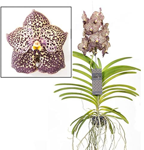 Plant in a Box - Vanda 'Ocelot Mocha' - Orchidée tropicale - Magnifique mélange de couleurs - Orchidée en fleur - Hauteur 55-65cm