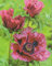 Riesenmohn Papaver Pattys Plum1 Wurzelstück Winterhart Staude Mohn