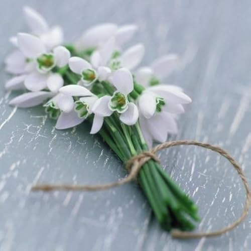 Sympathy Card - (GBCC1599) - 'Bunch of Snowdrops' by James Guilliam