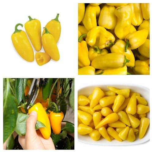 Semi Peperone Giallo Snack 20pz – Peperone Dolce, Altamente Digeribile, Coltivazione Facile per Orto, Balcone e Vaso