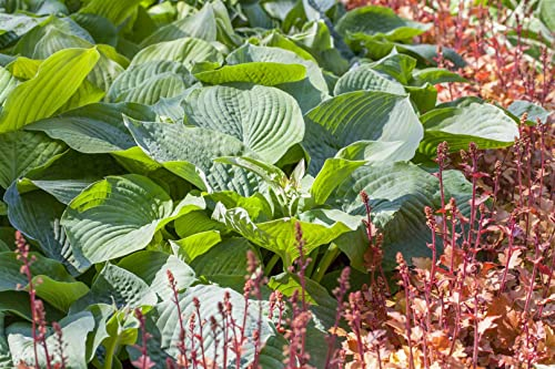 Hosta sieboldiana 'Bressingham Blue' 11x11 cm Topf – Winterhart, Mehrjährig, Pflegeleicht – Blaublatt-Funkie – Staude für Schattenbeet & Kübel
