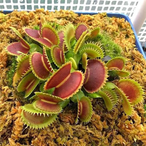 venusfliegenfalle samen, pflanztopf, extrem winterharte kübelpflanzen zimmerpflanzen samen, blumengarten balkon beet, kübelpflanzen winterhart fleischfressende pflanzen, winterharte 20pcs