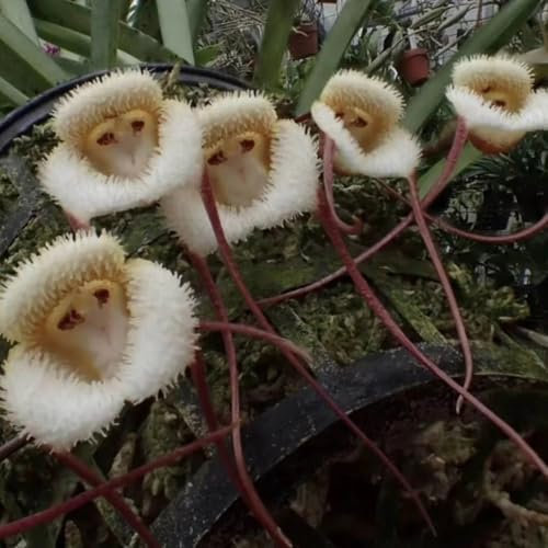 affen orchidee pflanze kaufen samen blumen balkon, pflanzen deko, bonsai samen affengesicht orchidee - dracula simia - samen alte sorten, zimmerbonsai bonsai blumensamen balkon, 125pcs