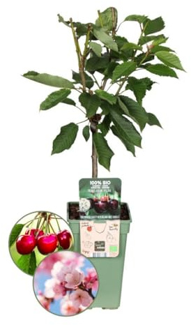 Plants by Frank | Cerisier biologique | 1 x Prunus Avium | 20 cm Ø | 60 cm ↨ | Arbre fruitier | Fruits bio | Plantes fruitières | Arbres fruitiers | Plantes de jardin
