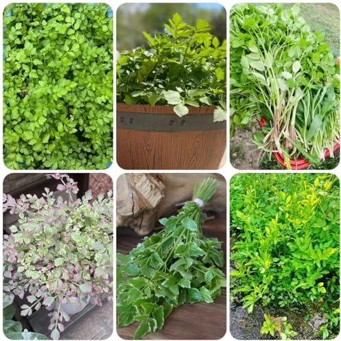 coltivazione di crescione semi di biologici, resistenti all'inverno semi crescione aromatiche da giardino organiche per la copertura del terreno esotiche da balcone 300semi