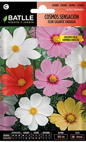 Semillas de Flores - Cosmos Sensación Flor Gigante variada - Batlle