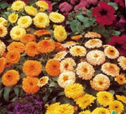 Pcs - 90x Souci Fiesta Gitana Mixte Calendula Semences Plantes - Graines K158 - Seeds & Plants Shop by Ipsa