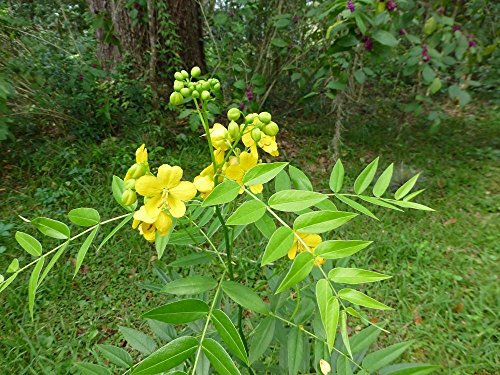 Liguster Cassia (Senna Ligustrina) – 30 Hälften – Farfalla alimentari – Arbusto