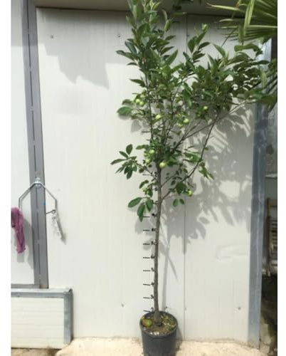 Vivaio Garden Forest Melo Renetta – Pianta da Frutto Malus Domestica, Albero di Mele Renetta da Giardino o Frutteto