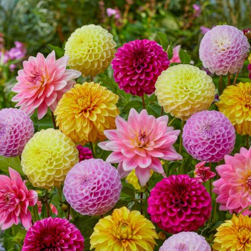 FLORIUM Collection de tubercules de dahlias (10 bulbes géants), mélange exclusif des Pays-Bas, décoration robuste vivace, pour jardin, balcon, parterres de fleurs (pas de graines, non résistante à