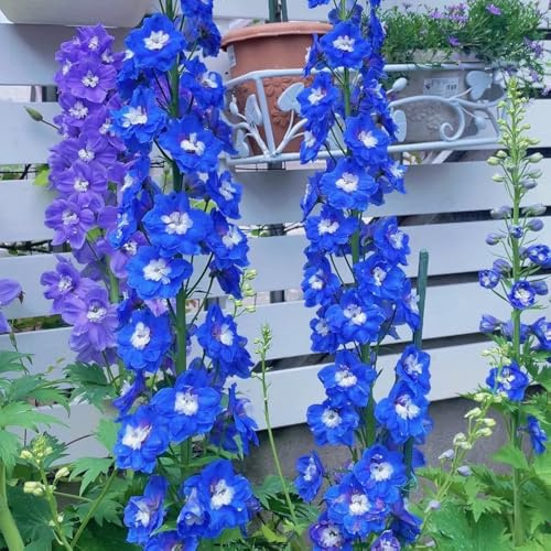 semi di delphinium, delphinium resistenti all'esterno to perenni selvatici da balcone di recisi per luoghi soleggiati 400pcs