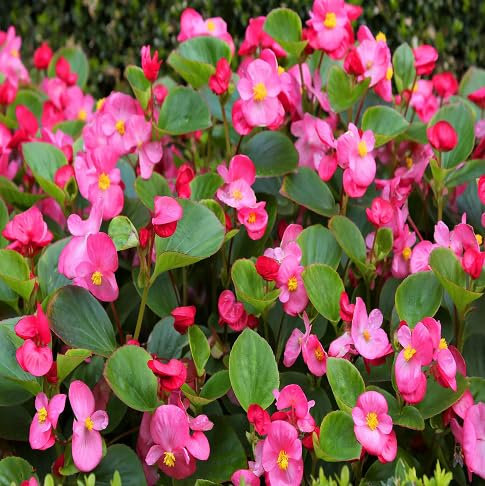 70 graines de fleurs de bégonia fraîches