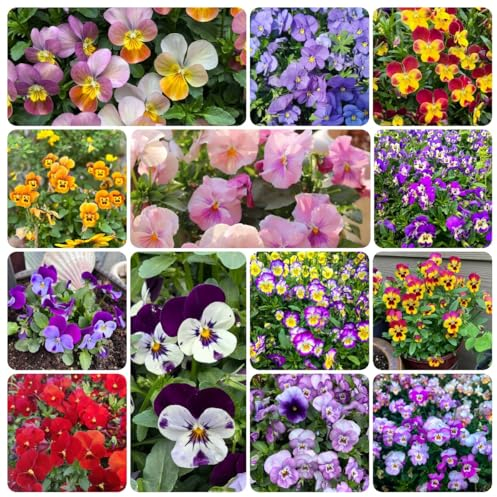500 pcs stiefmütterchen pflanzen samen outdoor pflanzen geschenk ostern (Viola tricolor) blumen samen plants schnittblumen samen zimmerpflanzen samen bodendecker samen winterhart pflanzen