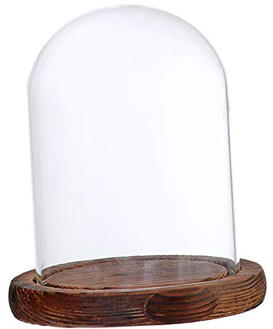 PETSOLA Cupola in Vetro Trasparente Campana con Legno Ornamento Vari Tipi Disponibili, Brown B