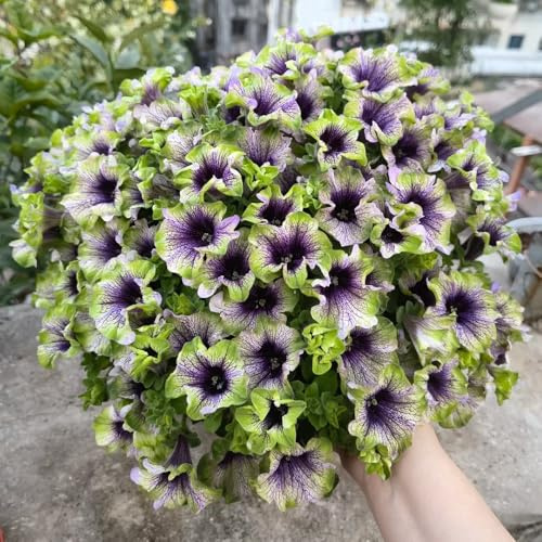 semi di petunia, giardino roccioso resistenti decorazione soggiorno 450pcs