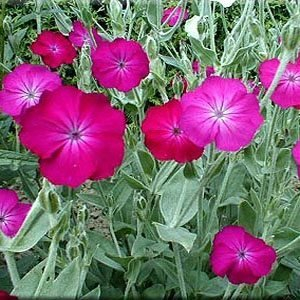 2 x 1 Litre Pots of Lychnis Coronaria Plants - Pink Flowering - 2 x 1 Litre Pots