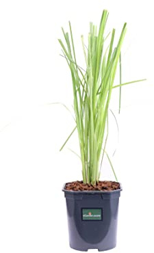 Pianta di Erba della Pampas Pianta di Cortaderia Selloana pianta da esterno pianta graminacea Cortaderia ornamentale pianta vera venduta da eGarden.store (Alba v.17 cm)