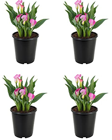 Calla Lily House Plant Live Plants (4 Pack), Pink Flowers for Delivery Prime, Fresh Flowers Calla Lily Bulbs Indoor Plants Live Houseplants, House Plants Indoors Live Real Flowers by Plants for Pets