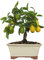 KENTIS - Limequat Bonsai Baum Echt für Draußen - Citrus Floridana Gartenbonsai - Balkon Obstpflanze - Pflanzen für Garten - H 28/38 cm Topf 21 cm