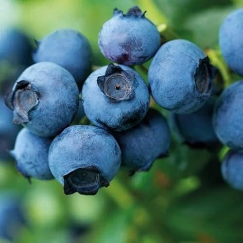 Myrtille Précoce Duke 1L - Plante de Jardin, Arbres fruitiers - la Décoration Parfaite pour Votre Propriété - Pour les Débutants et les Jardiniers Professionnels