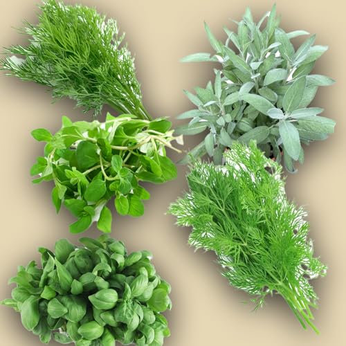 KIT DE GRAINES AROMATIQUES | 5 sachets de GRAINES | Basilic italien classique | Aneth | Fenouil sauvage | Sauge officinale | Marjolaine | Créez votre potager maison et récoltez vos légumes!