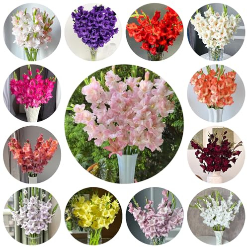 bulbos de gladiolosa resistente - Decoración jardín exterior 12pcs