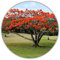 Arbre à flamme – Delonix Regia – env. Lot de 10 graines de fleurs de cargot rouges