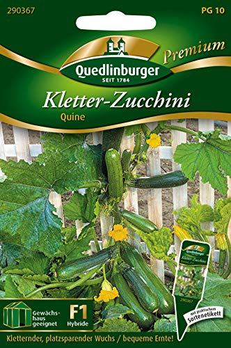 Quedlinburger 290367 Kletter-Zucchini Quine F1-Hybride (Zucchinisamen)