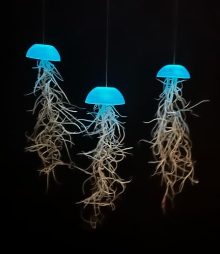 Set di 3 Piante Medusa Cristalline con Effetto Luminoso – Tillandsia Vere – Airplants che si Illuminano al Buio – Decorazione Creativa – Trendyairplants
