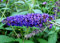 1 PIANTA DI BUDDLEJA DAVIDII ALBERO DELLE FARFALLE VASO 15CM