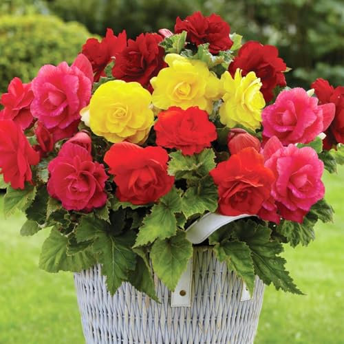 Carbeth Plants Begonia Nonstop Mixed Bedding Plants 1 x 6 Pack - Easy Grow Garden Ready Weather Resistant Outdoor Shrubs - Vibrant Summer Flowers for Beds, Borders, Pots & Containers