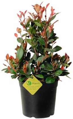 PLANTI'’ PHOTINIA FRASERI LITTLE RED ROBIN Pianta vera da esterno variante nana arbusto sempreverde cespuglio ornamentale per abbellire giardino e terrazzo. 6 mesi di concimazione con sistema