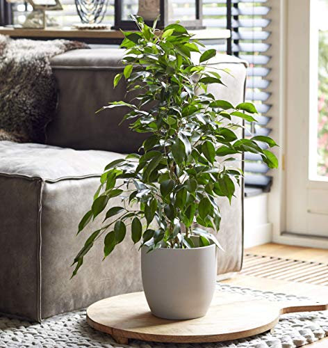 Plant Theory 70cm Danielle Ficus Indoor Weeping Fig Tree Indoor Office House Plant 17cm Pot