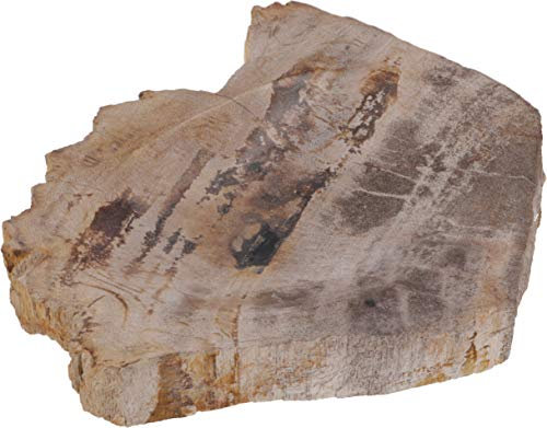 GURU SHOP Exotische Seifenschale aus Versteinertem Holz, Braun, 2,5x11x8,5 cm, Seifenschalen