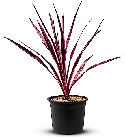 TROPICTREES Palmier Cordyline Pink Passion | 50 cm de hauteur | Feuilles roses vibrantes Plantes Exterieur à feuilles persistantes | Cordyline au feuillage luxuriant Rose Elegance Pot Plante