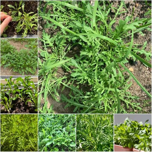 semillas de rúcula resistentes - semillas de rúcula jardín orgánicas balcón, verdes para balcones camas elevadas jardin 350pcs