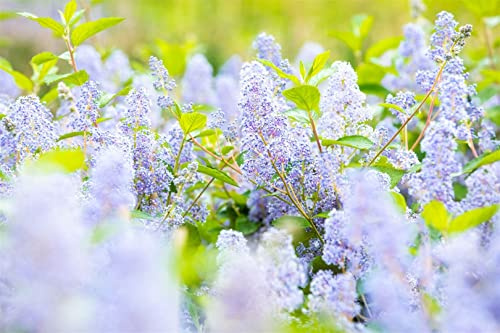 Säckelblume Ceanothus delilianus Gloire de Versailles 40-60 cm winterhart