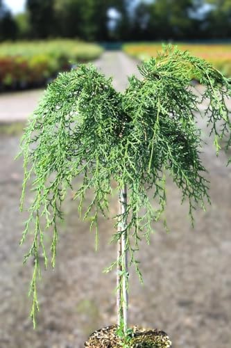 Hochstamm Zypresse Chamaecyparis lawsoniana Intertexta 60-80 cm Scheinzypresse