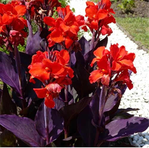 ¡Extremadamente resistentes al frío! Lirios de canna para jardines: lirios de hojas grandes, fáciles de cultivar y de bajo mantenimiento-2PCS-H