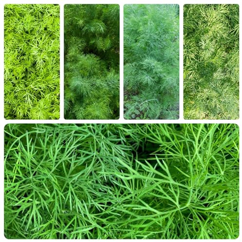 Semi di aneto biologici in vaso giardino resistente da giardino biologiche da appartamento esotiche resistenti in vaso 700pcs