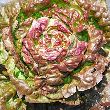 300 Graines de Laitue Merveille des 4 Saisons - légumes ancien - semences paysannes reproductibles - SemiSauvage