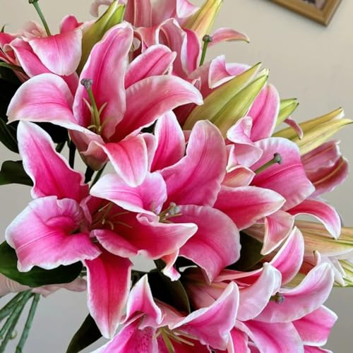 Lilien zwiebeln,winterharte pflanzen,Die Blumen sind riesig,Umwelt verschönern,Starke Anpassungsfähigkeit,lilienknollen,Geeignet für die Dekoration im Topf,lilie forever susan.-2zwiebeln-A