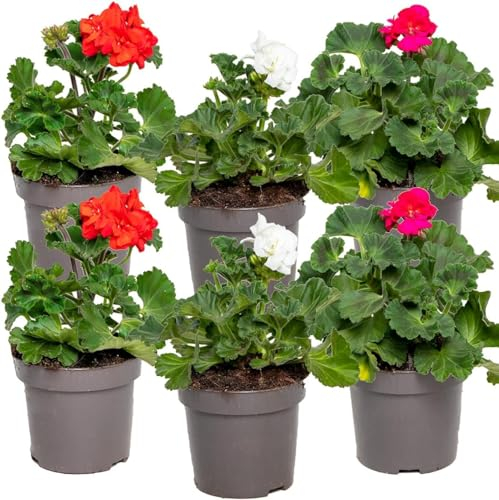 6x Pelargonium peltatum Mix Hanging - Géranium - Annuel - Parfumé - ⌀10.5 cm - 15-20 cm