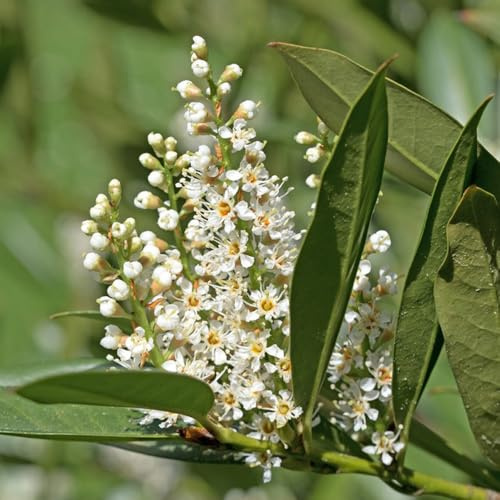 semillas de laurel cerezo, exóticas resistentes perennes 30pcs