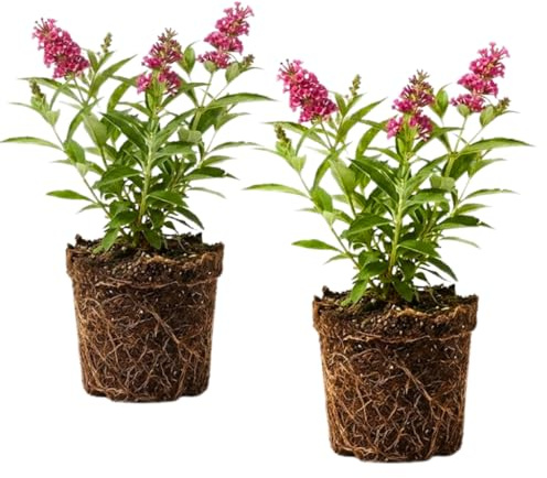 2 Butterfly Bush Live Plant – Raspberry Buddleia | 4 Inch Tall Flowering Shrub | Long Blooming, Fragrant Flowers for Garden Beds & Borders